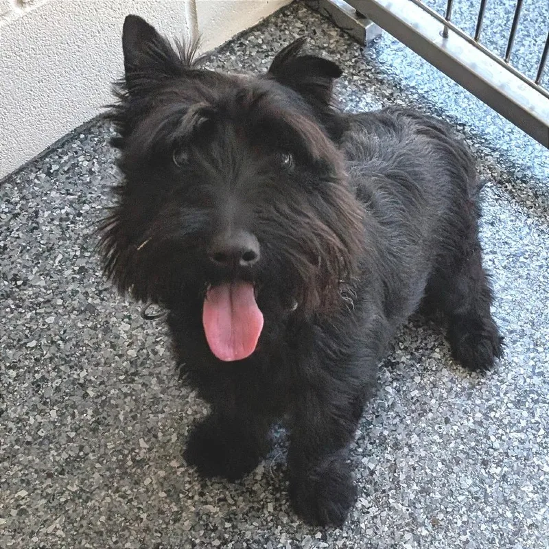 A young small-sized male Black Scottish Terrier dog named Stuart for adoption in Buchanan Dam, TX