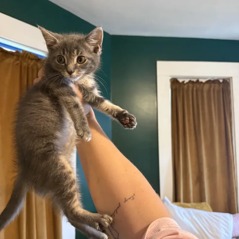 Buzzball