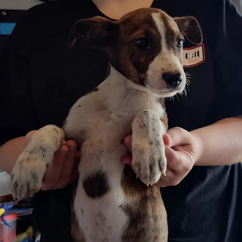 A baby small-sized male Brindle Mixed Breed dog named One More for adoption in Pulaski, TN