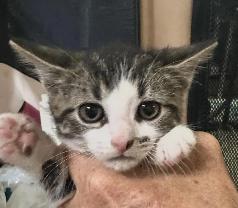 A baby small-sized female Black & White / Tuxedo Domestic Short Hair cat named Charlote for adoption in Pittsburgh, PA