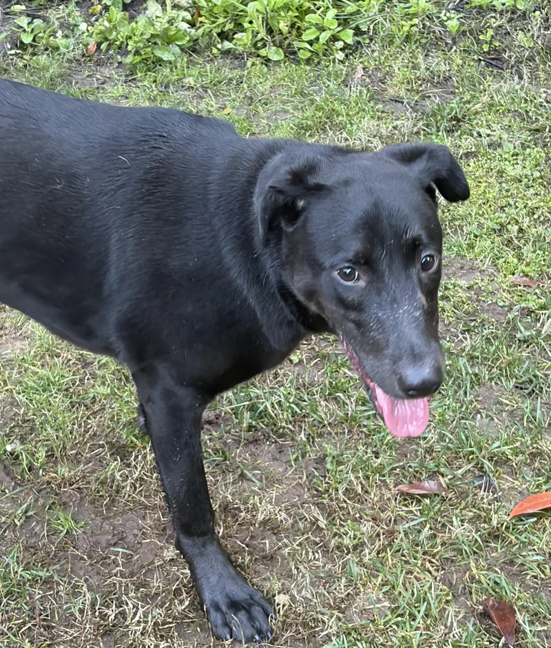 A young large-sized male German Shepherd Dog dog named Atlas for adoption in Penryn, CA