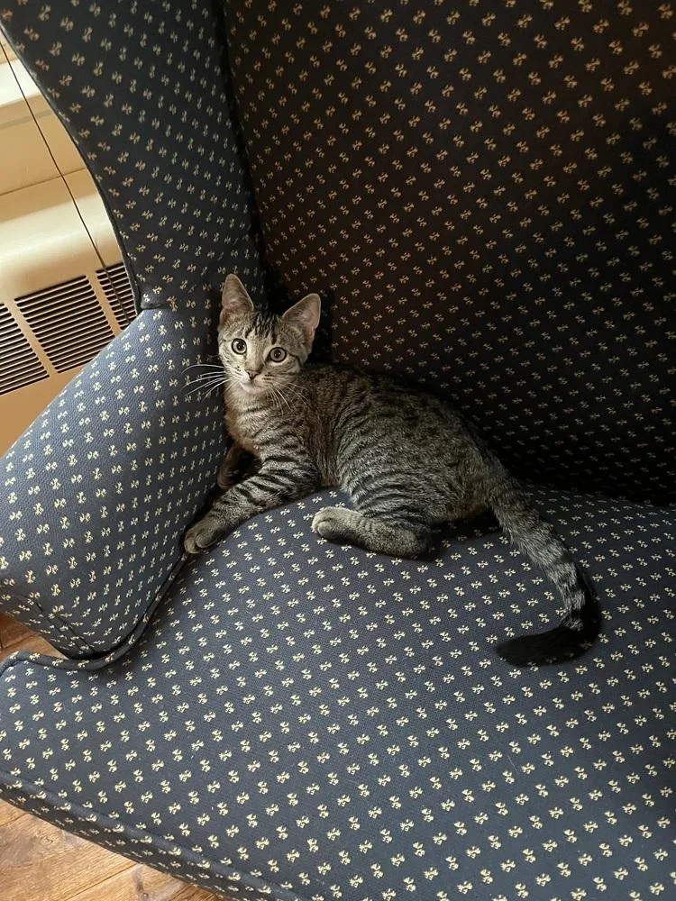 A baby small-sized male Gray / Blue / Silver Domestic Short Hair cat named Tom Collins for adoption in Duxbury, MA
