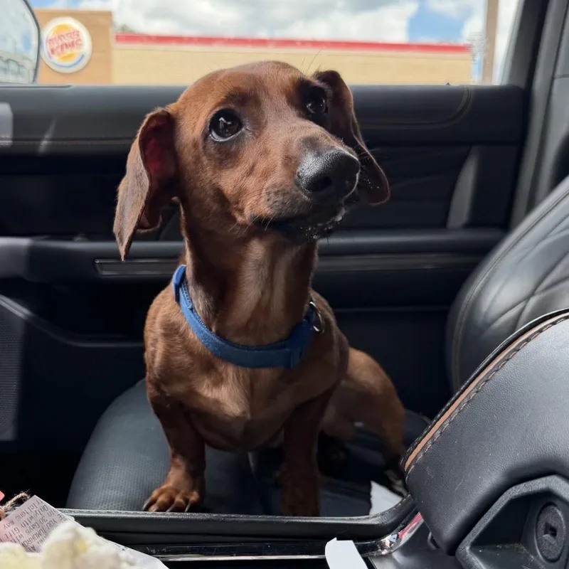 A young small-sized male Brown / Chocolate Dachshund dog named Rusty for adoption in Baton Rouge, LA