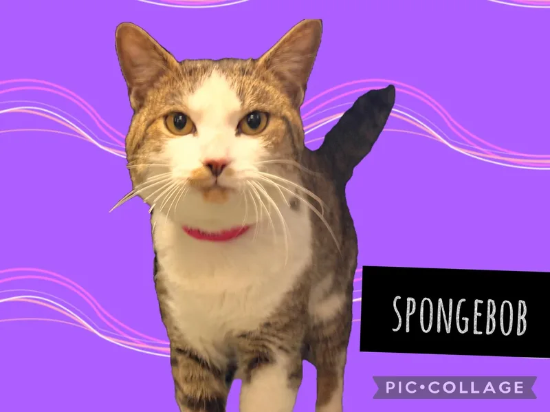 An adult medium-sized male Domestic Short Hair cat named Spongebob for adoption in Muncie, IN