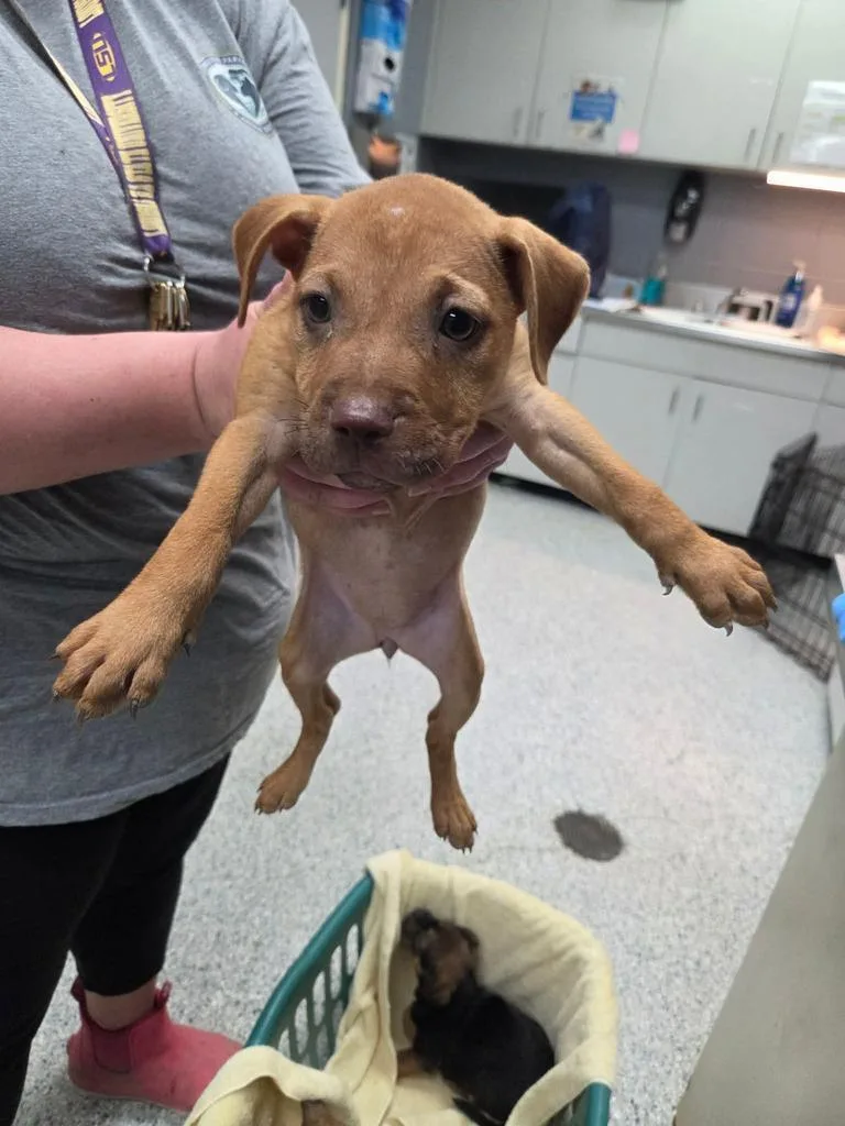 A baby small-sized male Labrador Retriever dog named Spanky for adoption in Livingston, LA