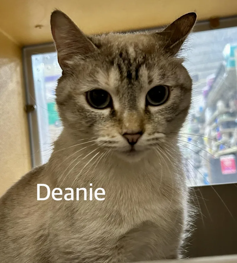 A young medium-sized female Buff / Tan / Fawn Siamese cat named Deanie for adoption in Owasso, OK