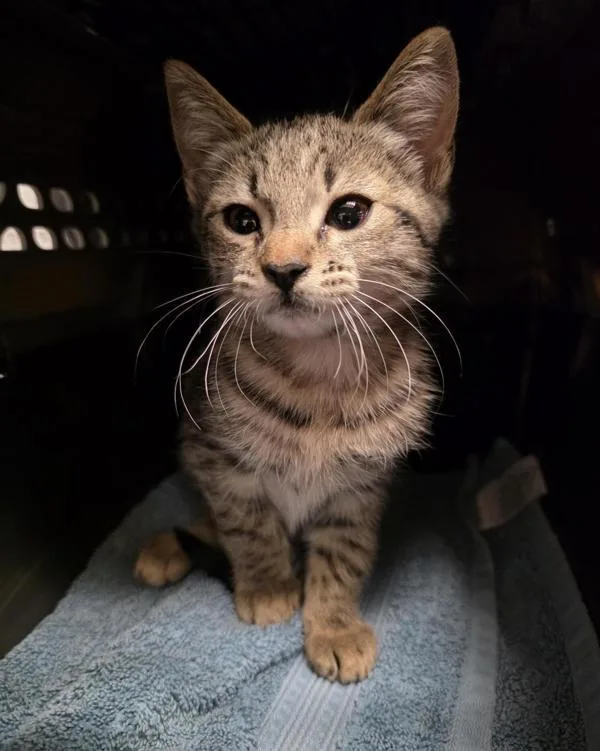 A baby small-sized female Domestic Short Hair cat named Poppy for adoption in Escondido, CA