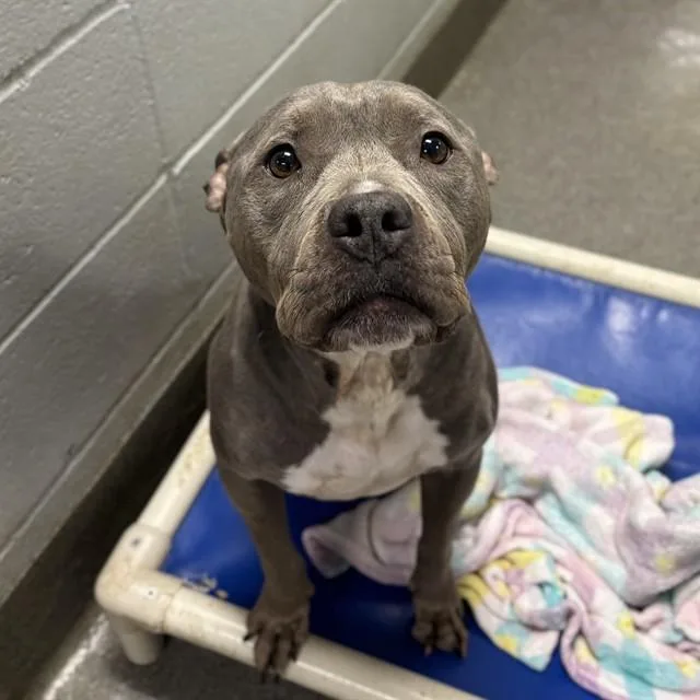 An adult medium-sized female Pit Bull Terrier dog named Lemon for adoption in Huntsville, AL