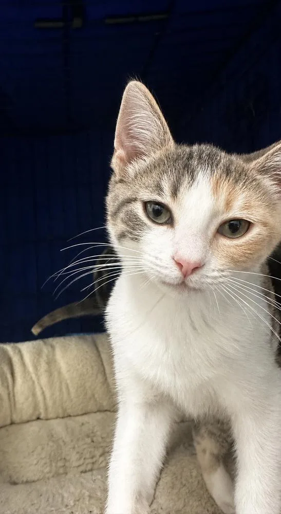 A baby small-sized female Domestic Short Hair cat named Mirabelle for adoption in Evansville, IN