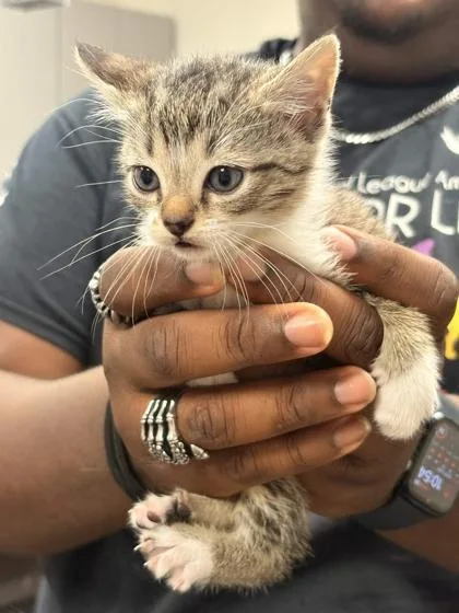 A baby small-sized female Domestic Short Hair cat named Espacio for adoption in Memphis, TN