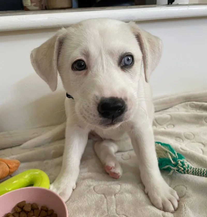 A baby medium-sized female White / Cream Catahoula Leopard Dog dog named Ryna for adoption in Kansas City, KS