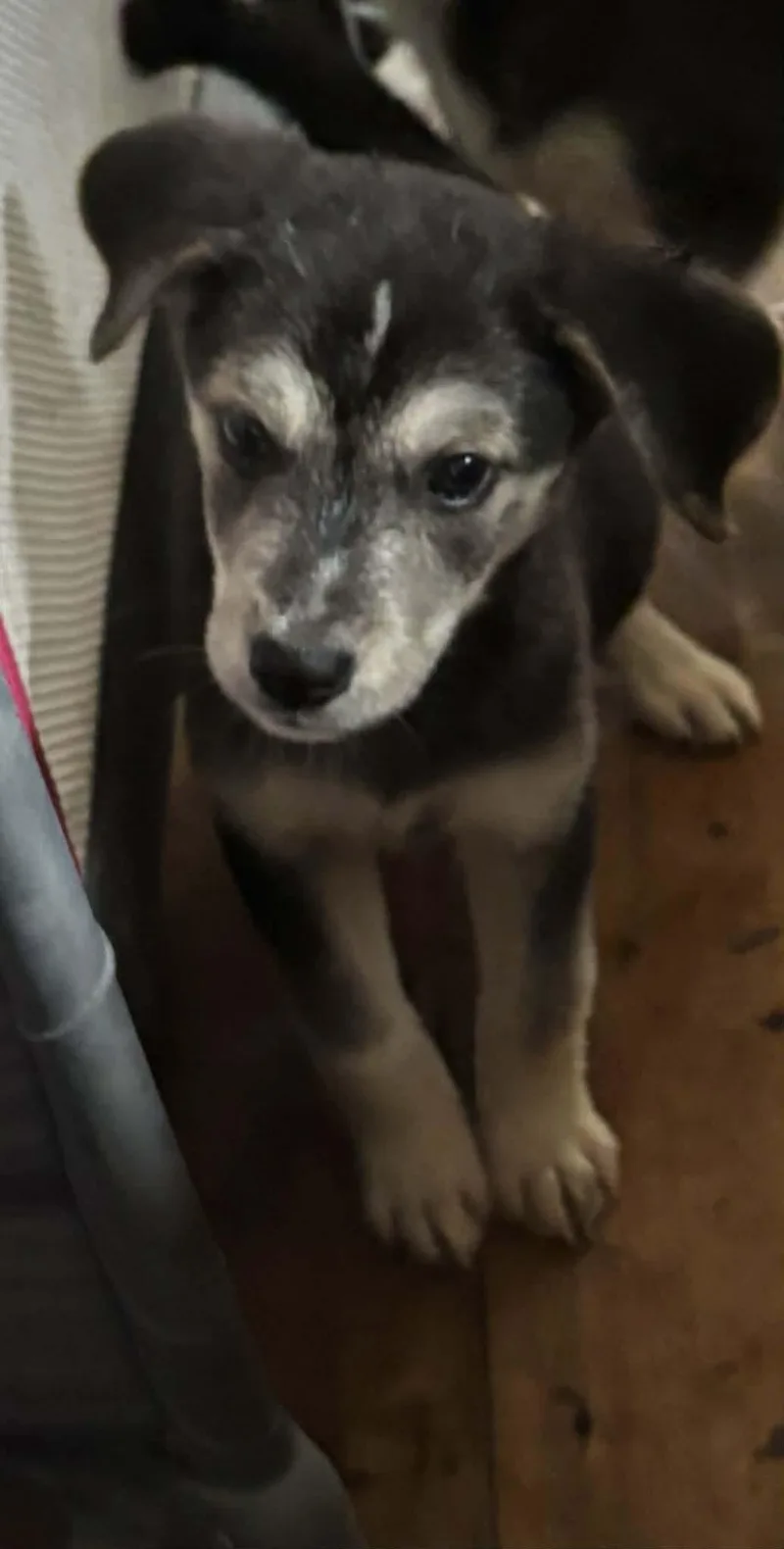 A baby medium-sized male Husky dog named Creed for adoption in Paoli, IN