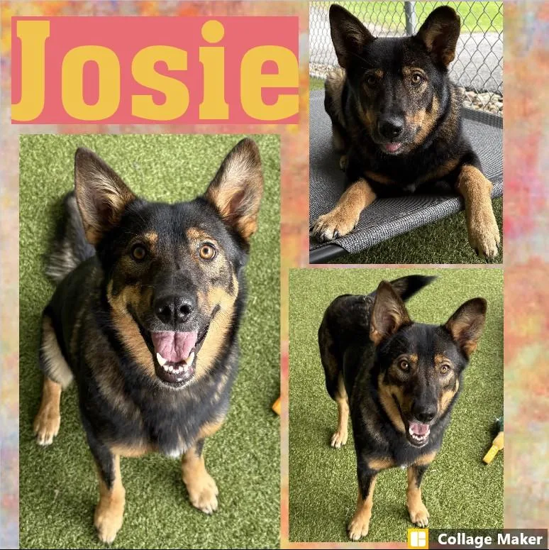 An adult medium-sized female Black Shepherd dog named Josie for adoption in Clearfield, PA
