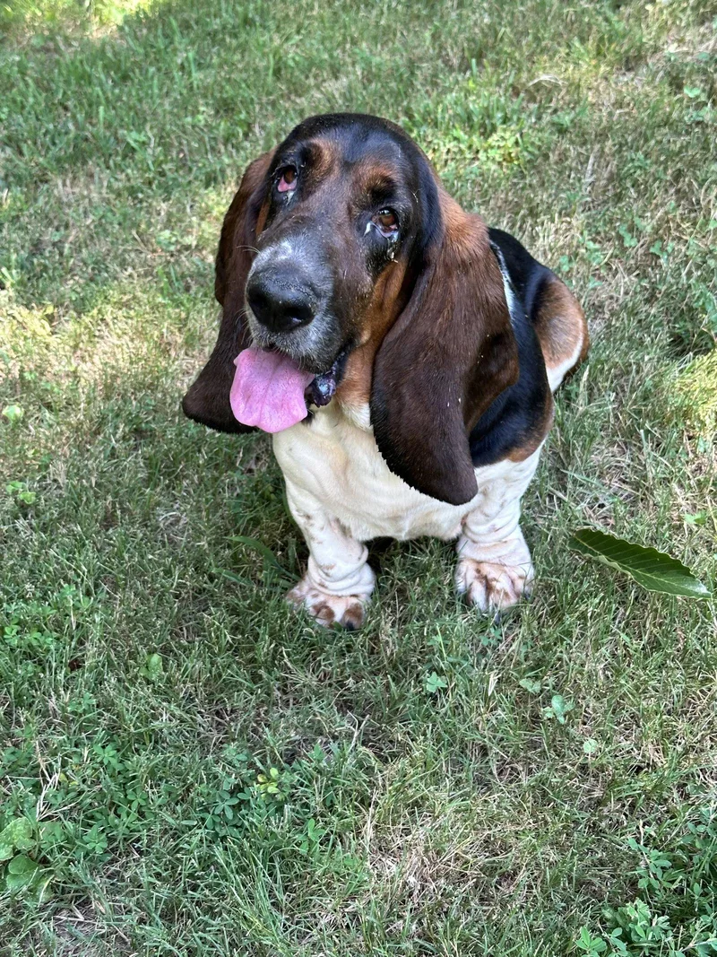 A young medium-sized female Basset Hound dog named Dollie for adoption in Ball Ground, GA