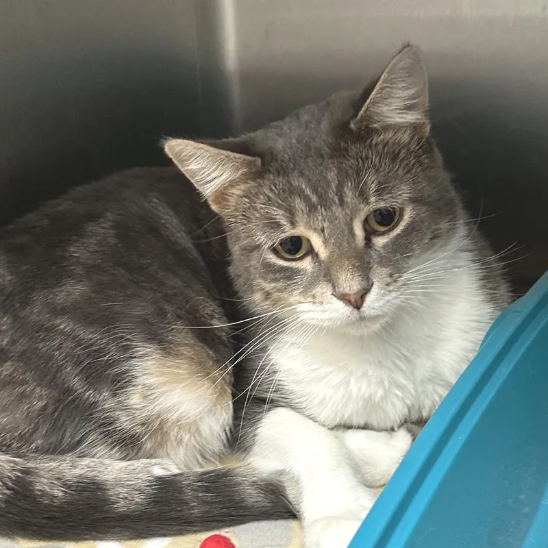 An adult large-sized male Gray / Blue / Silver Domestic Short Hair cat named Chip for adoption in Naperville, IL