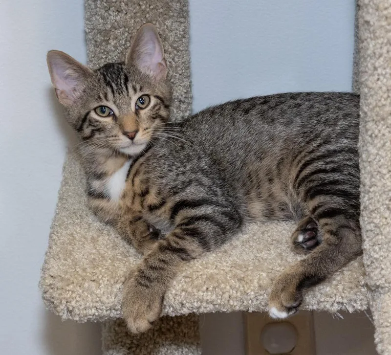 A young medium-sized male Tabby (Brown / Chocolate) Domestic Short Hair cat named Brownie for adoption in Englewood, NJ