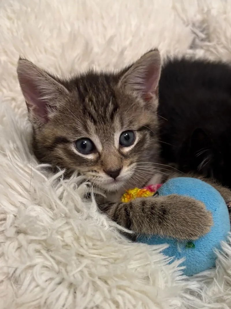 Ozzy & Comet Bonded thumbnail 2