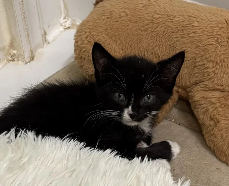 Ozzy & Comet Bonded thumbnail 3