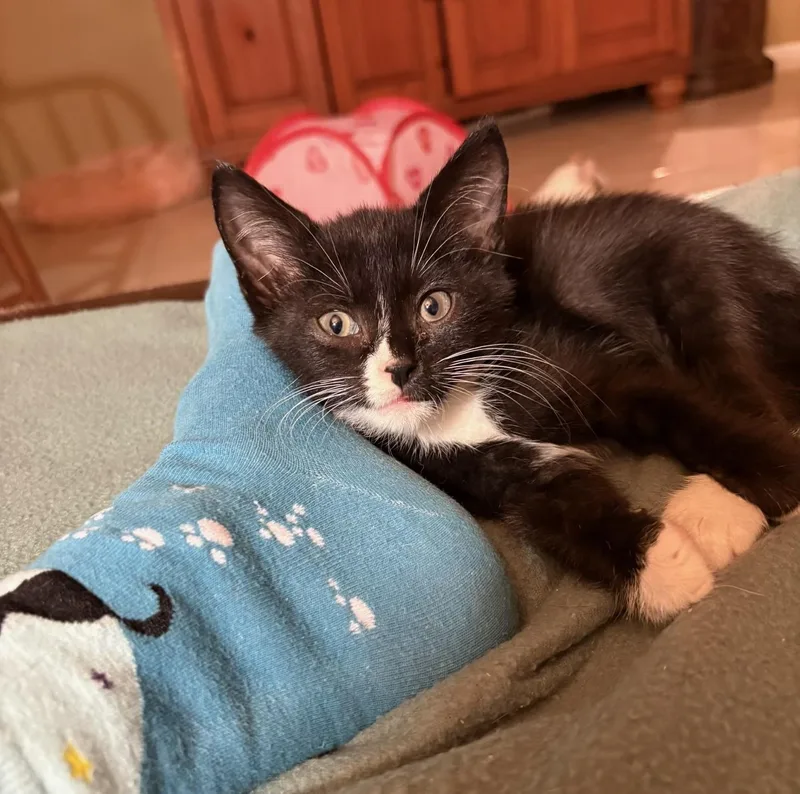 Ozzy & Comet Bonded thumbnail 4