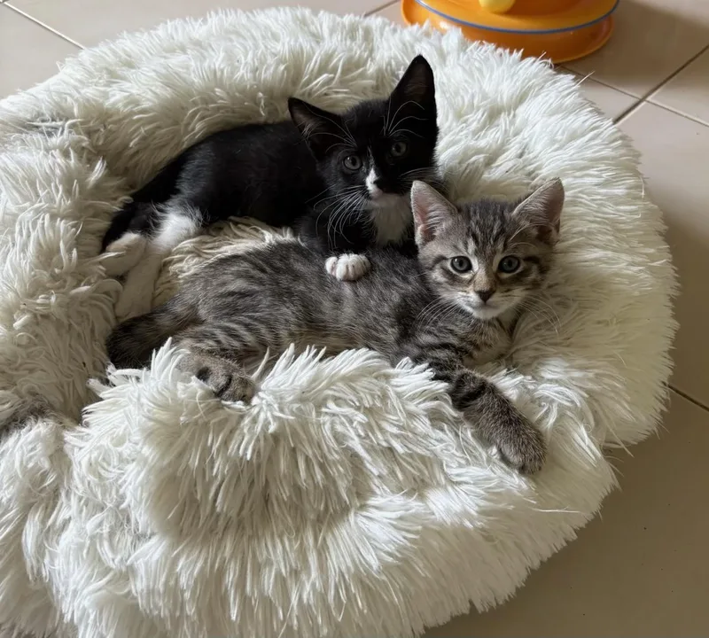 A baby small-sized male Black & White / Tuxedo Domestic Short Hair cat named Ozzy & Comet Bonded for adoption in Boca Raton, FL