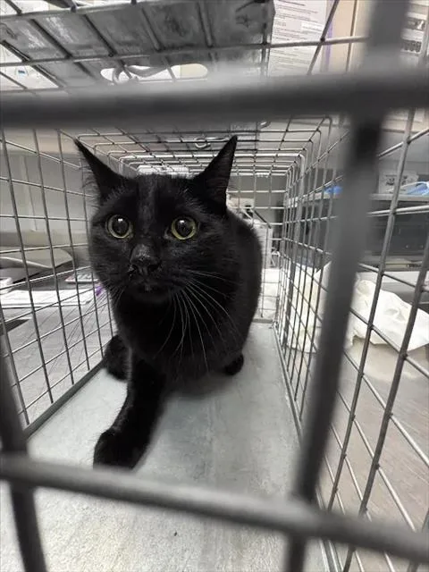 A young small-sized female Domestic Short Hair cat named Bear for adoption in Las Vegas, NV