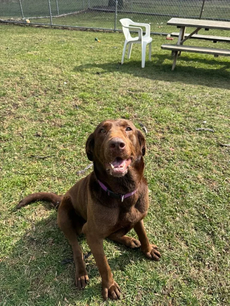 An adult medium-sized female Chocolate Labrador Retriever dog named Dixie for adoption in Marion, OH