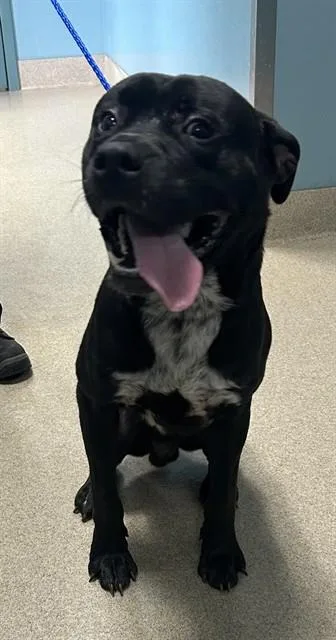 A young large-sized male Pit Bull Terrier dog named Mr. P. Paws for adoption in Newton, NC