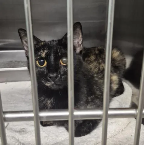 A young medium-sized female Domestic Short Hair cat named Rosie for adoption in Decatur, IL