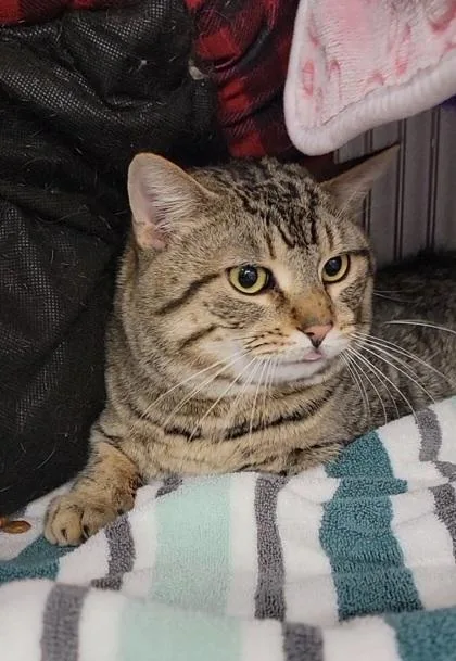 An adult large-sized male Domestic Short Hair cat named Frank for adoption in Elmira, NY