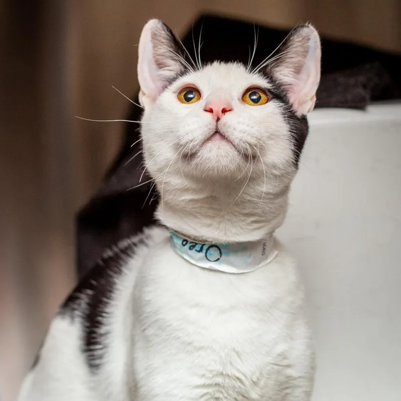 A young medium-sized male White Domestic Short Hair cat named Oreo for adoption in Hattiesburg, MS
