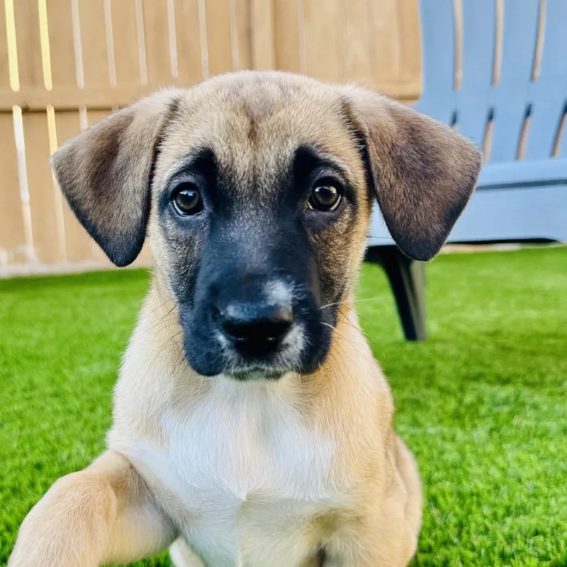 A baby large-sized female Yellow / Tan / Blond / Fawn German Shepherd Dog dog named Cheetah for adoption in Oceanside, CA