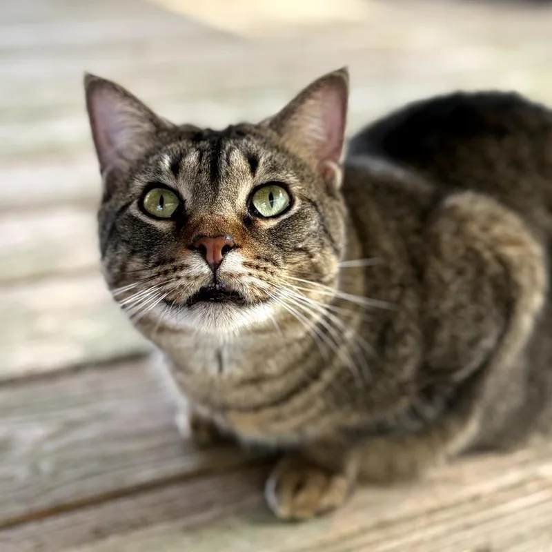 An adult large-sized male Tabby (Brown / Chocolate) Domestic Short Hair cat named Jack for adoption in Gonzales, LA