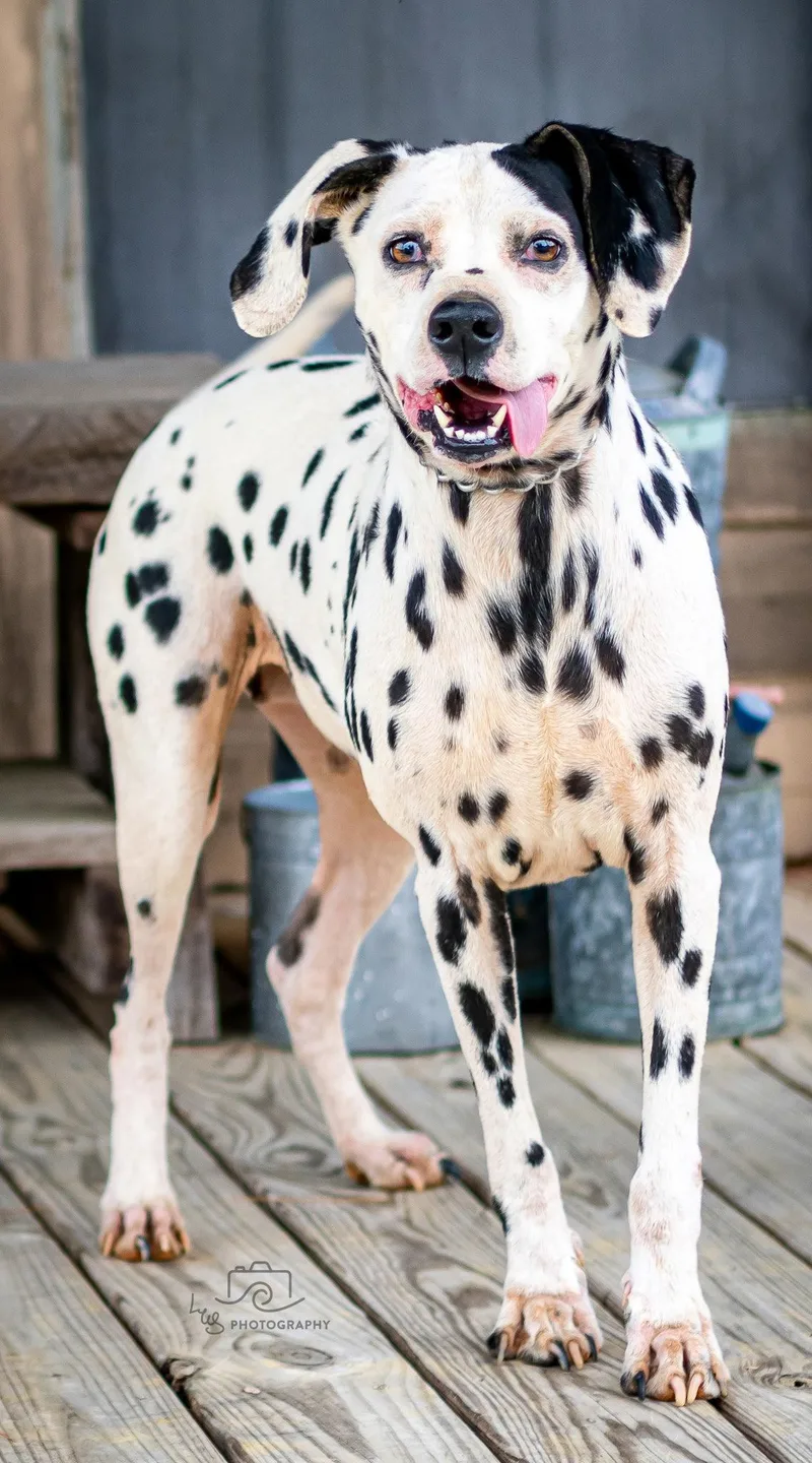 An adult large-sized female Dalmatian dog named Noelle for adoption in Franklin, TN