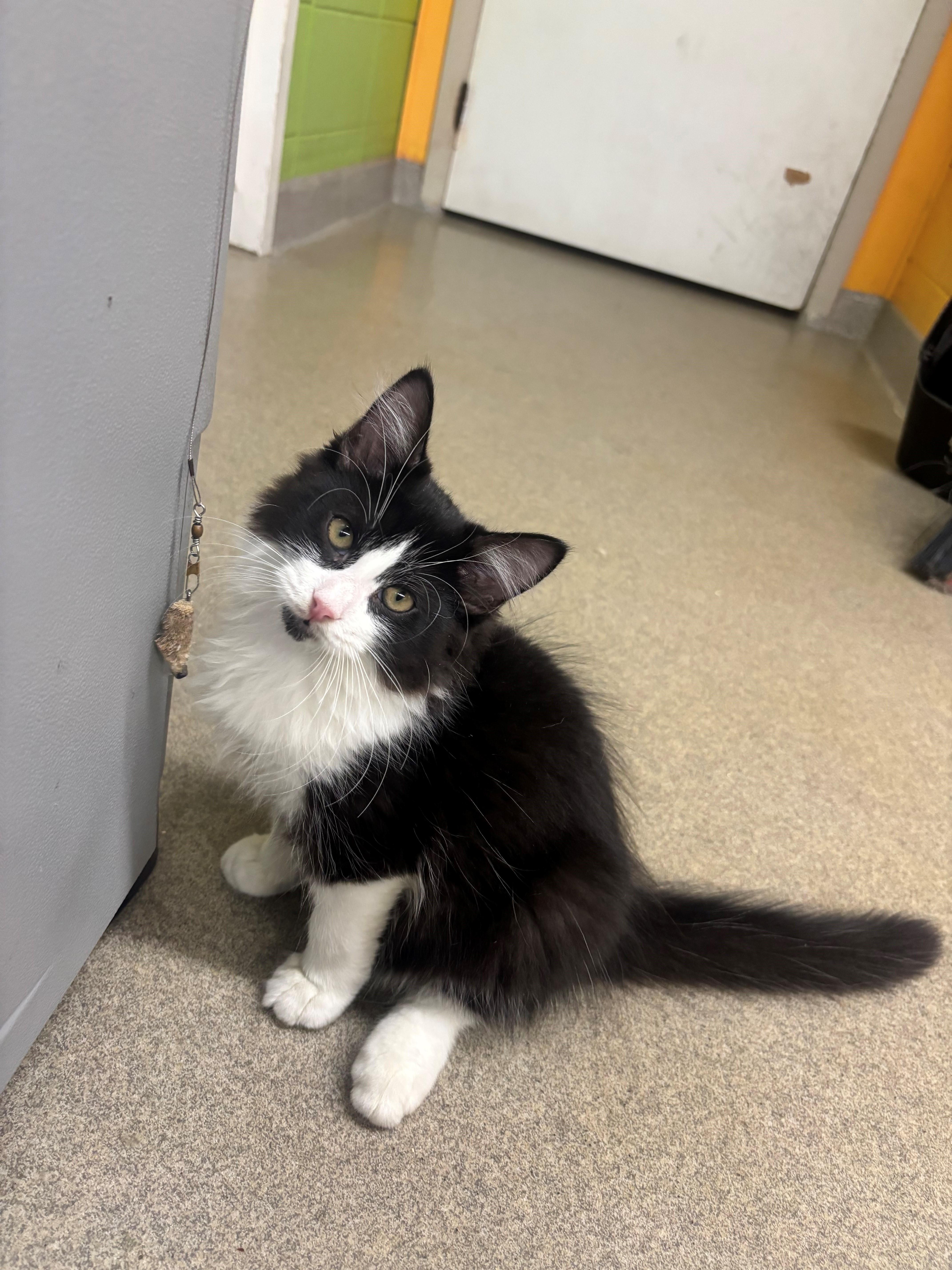 A baby medium-sized male Black & White / Tuxedo Domestic Medium Hair cat named Nadia for adoption in Edison, NJ