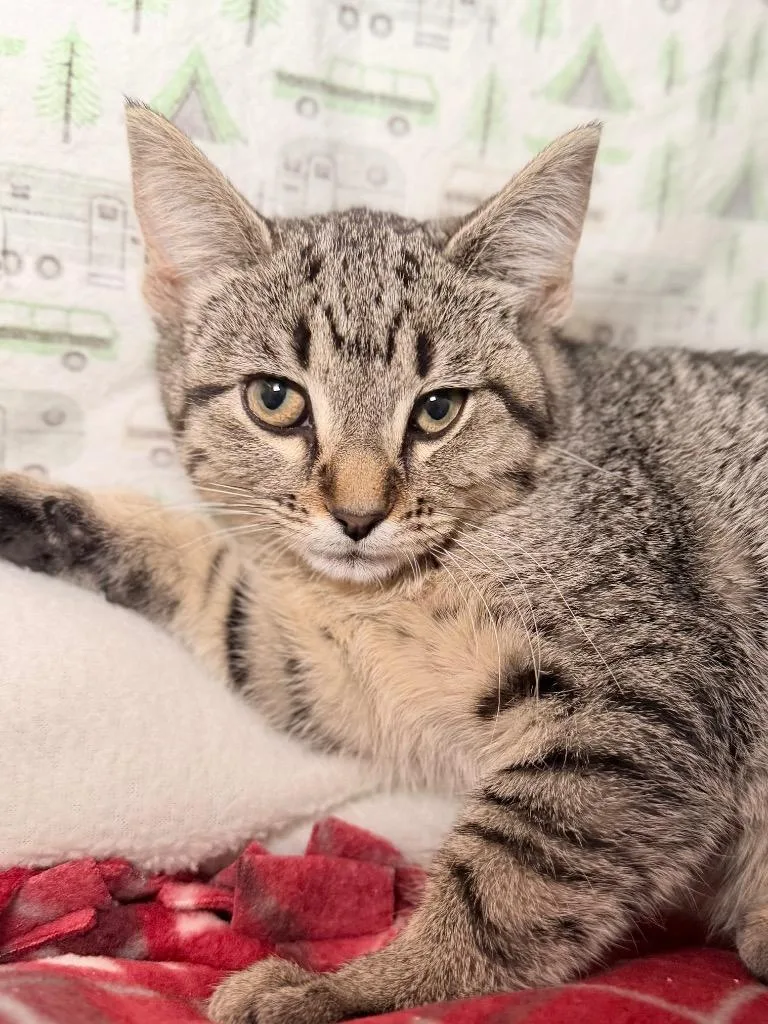 A baby medium-sized male Domestic Short Hair cat named Jupiter for adoption in Menomonie, WI