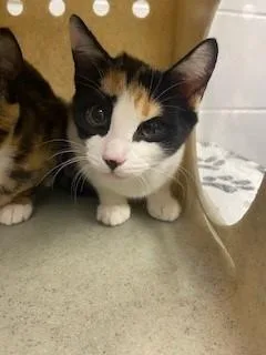 A baby small-sized female Domestic Short Hair cat named Jessie for adoption in Saint Cloud, FL