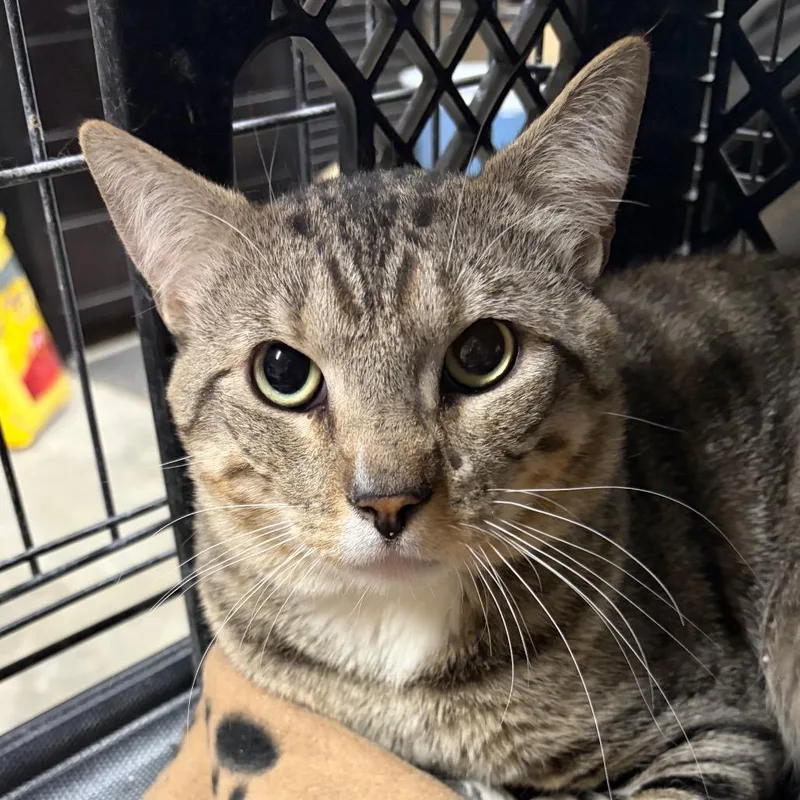 An adult small-sized male Brown / Chocolate Domestic Short Hair cat named Niko for adoption in Kingman, AZ