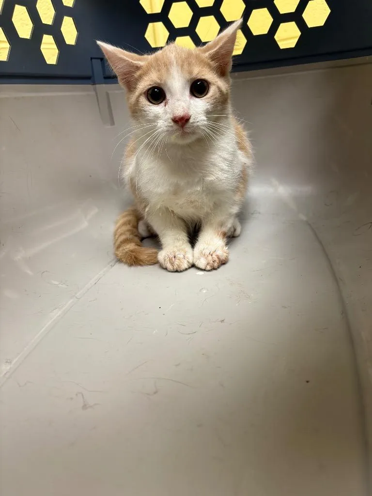 A baby small-sized male Domestic Short Hair cat named Rogue for adoption in Crossville, TN
