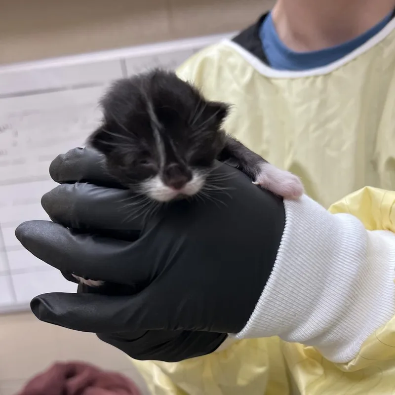 A baby small-sized male Black Domestic Short Hair cat named Ami for adoption in Winston-Salem, NC