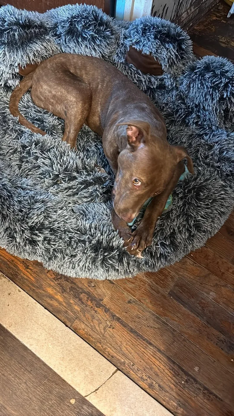 Toffee