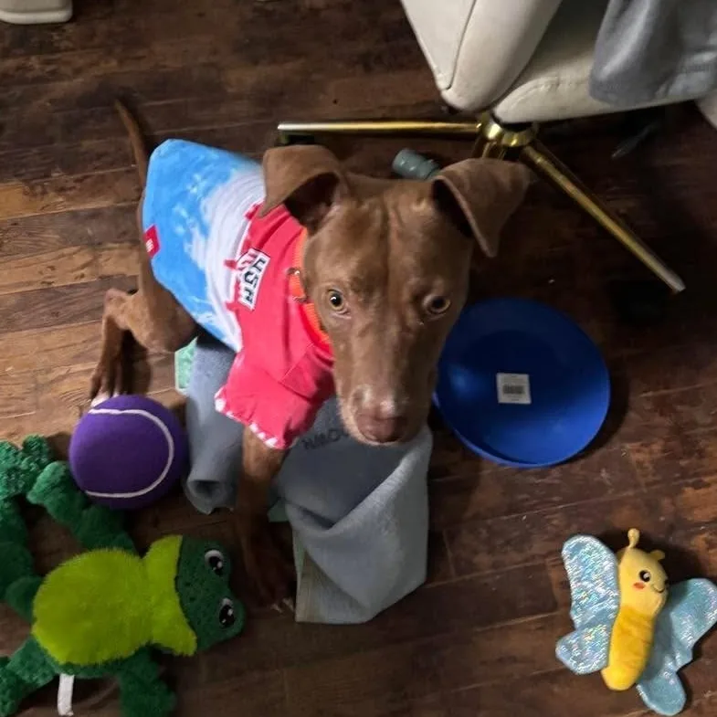 Toffee thumbnail 5