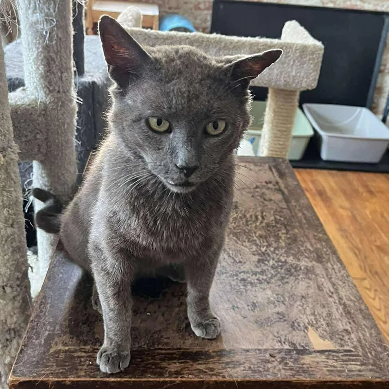 A young medium-sized male Gray / Blue / Silver Domestic Short Hair cat named Merlin for adoption in Huntington, NY