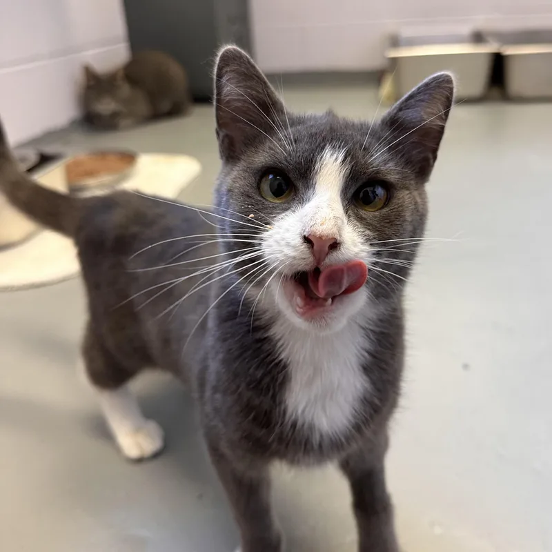 A young small-sized female Dilute Calico Domestic Short Hair cat named Opossum for adoption in East Northport, NY