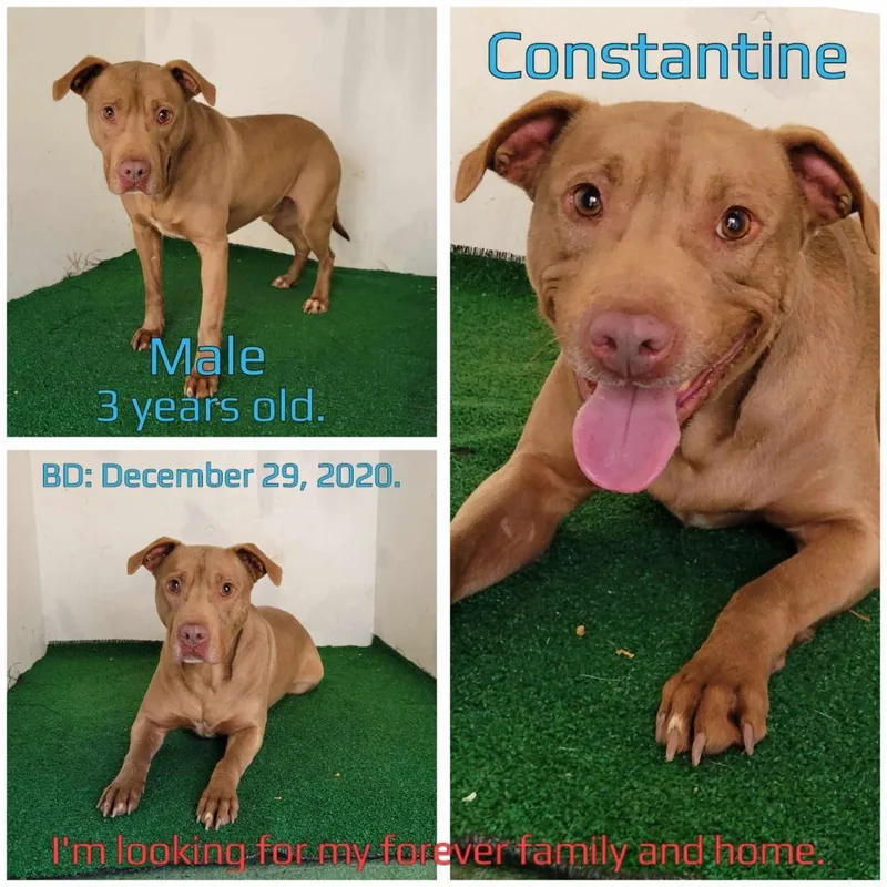 Constantine thumbnail 2