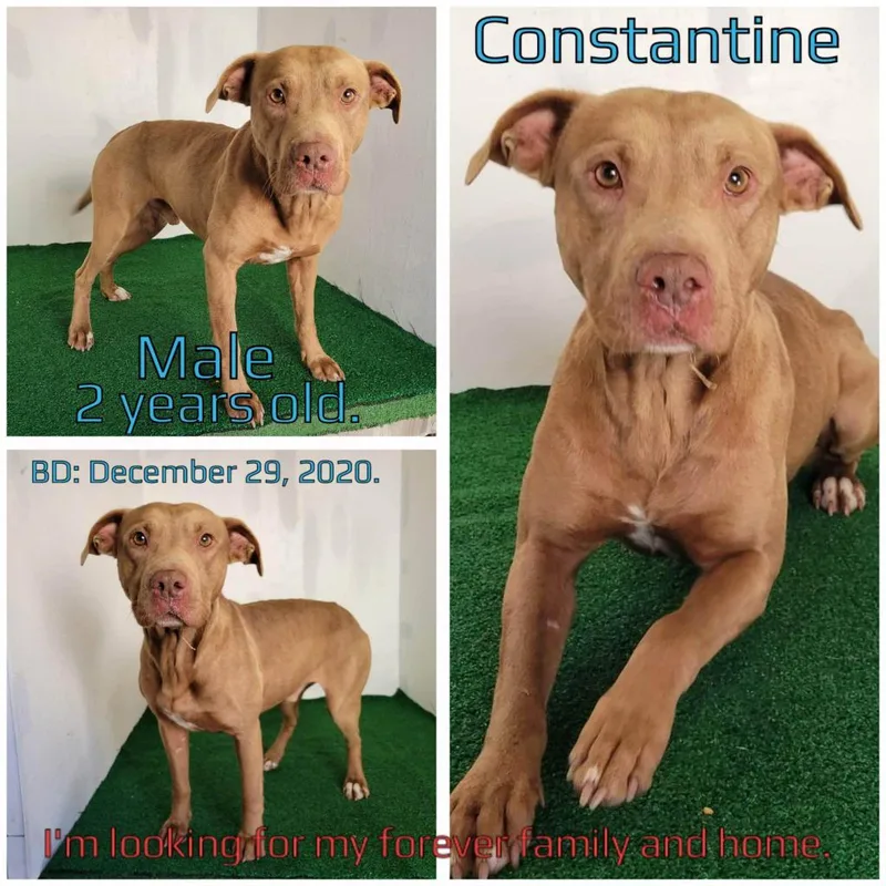 Constantine thumbnail 3