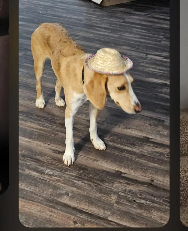 A young medium-sized female Foxhound dog named Fresca for adoption in Madison, AL