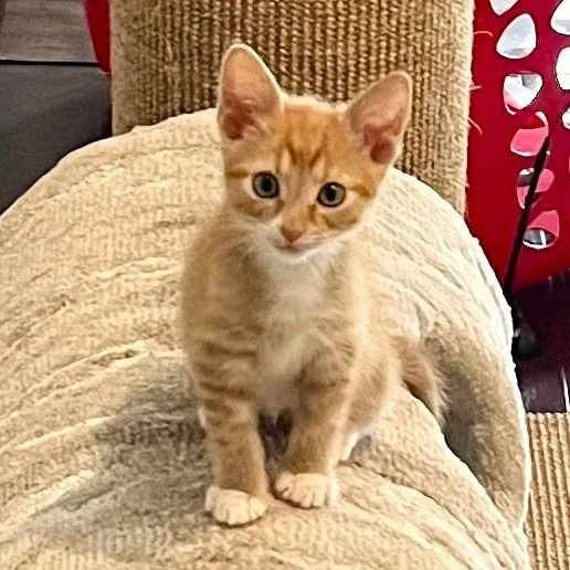 A baby medium-sized male Orange / Red Domestic Short Hair cat named Beignet for adoption in Charlotte, NC