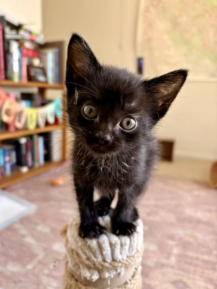 A baby medium-sized male Black Domestic Short Hair cat named Edgar aka Eddie for adoption in Lafayette, CO