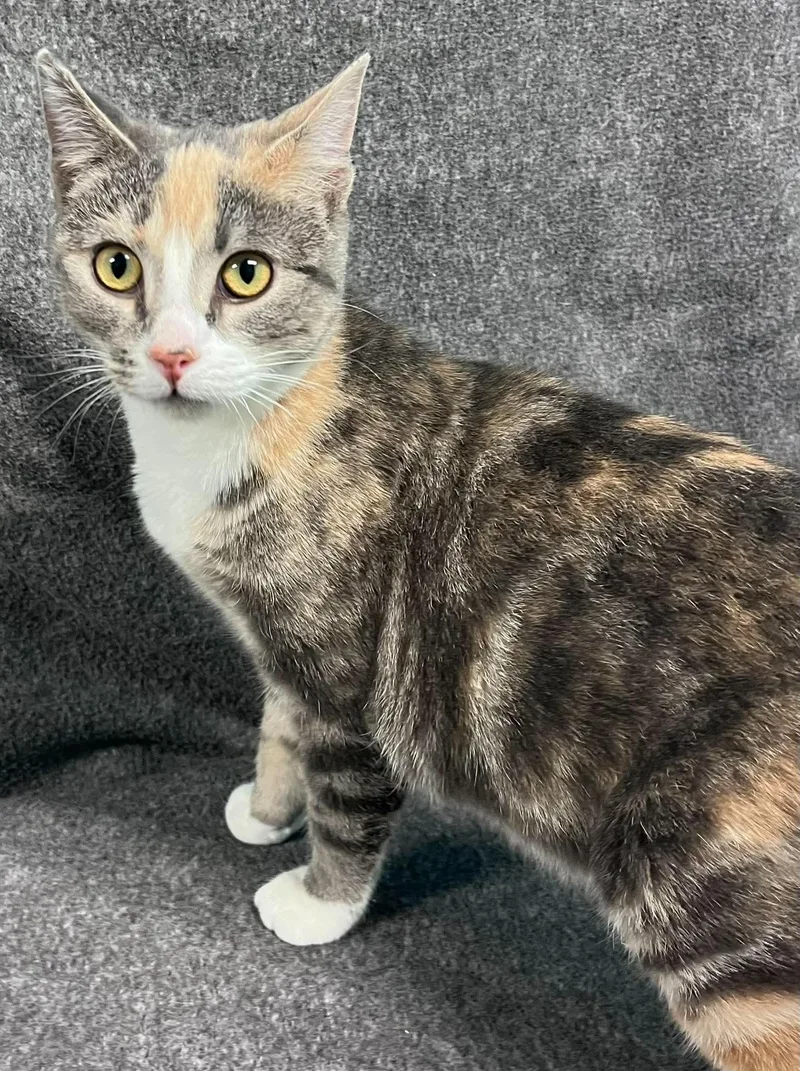 A baby medium-sized female Dilute Calico Domestic Short Hair cat named Pudding for adoption in Alexandria, MN