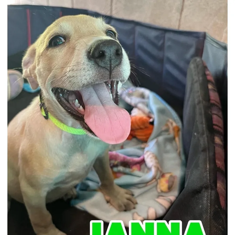 A baby medium-sized female Apricot / Beige American Staffordshire Terrier dog named Janna for adoption in Hampton, VA